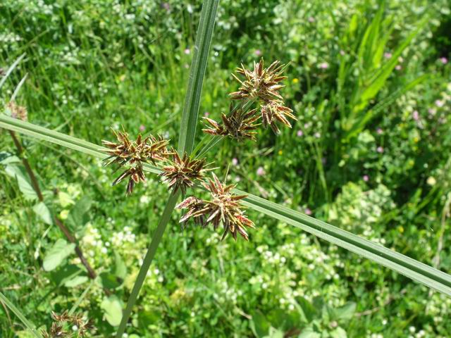 Cyperus badius / Zigolo rossastro